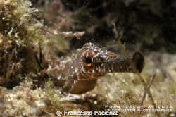 Syngnathus acus by Francesco Pacienza 